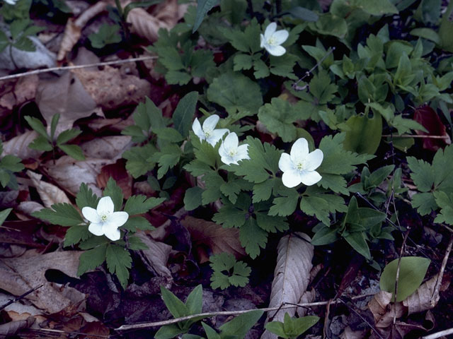 Anemone quinquefolia (Wood anemone) #9220