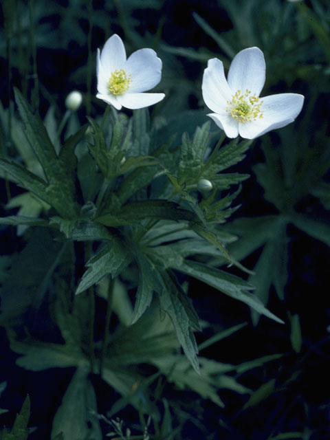 Anemone virginiana (Tall thimbleweed) #9232