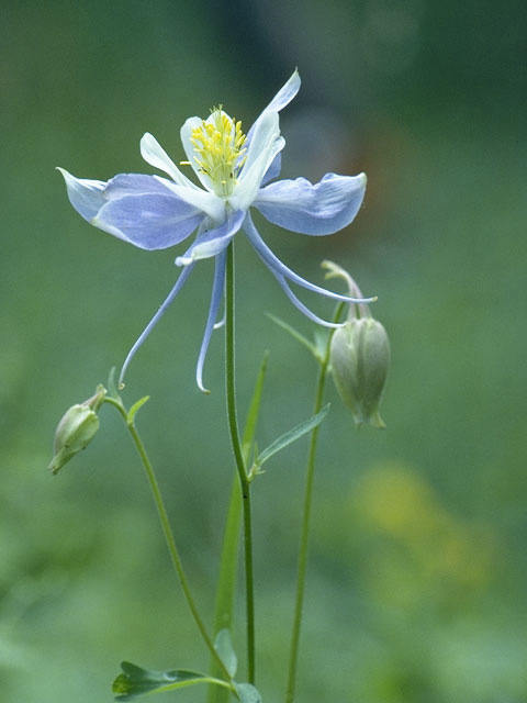 Aquilegia coerulea (Colorado blue columbine) #9250