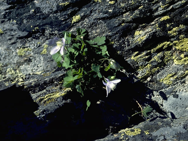 Aquilegia scopulorum (Utah columbine) #9294