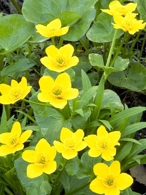 Caltha palustris (Yellow marsh marigold) #9313