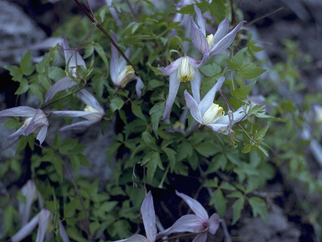 Clematis columbiana (Rock clematis) #9320