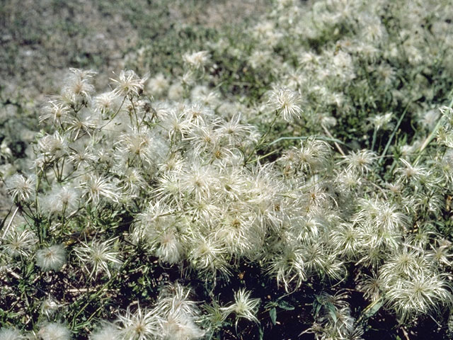 Clematis drummondii (Old man's beard) #9331