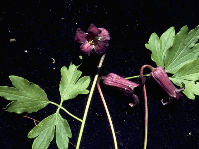 Clematis pitcheri (Purple leatherflower) #9351