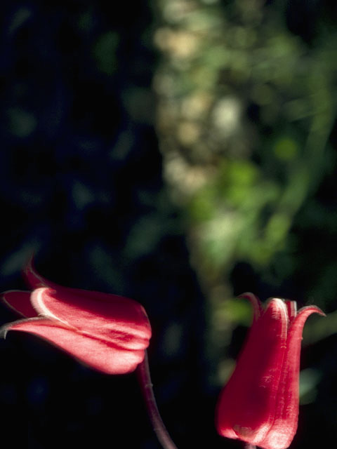 Clematis texensis (Scarlet clematis) #9360