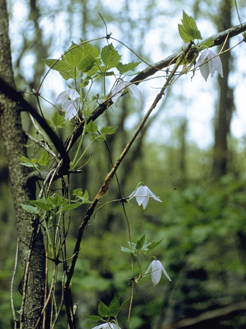 Clematis occidentalis var. occidentalis (Western blue virginsbower) #9361