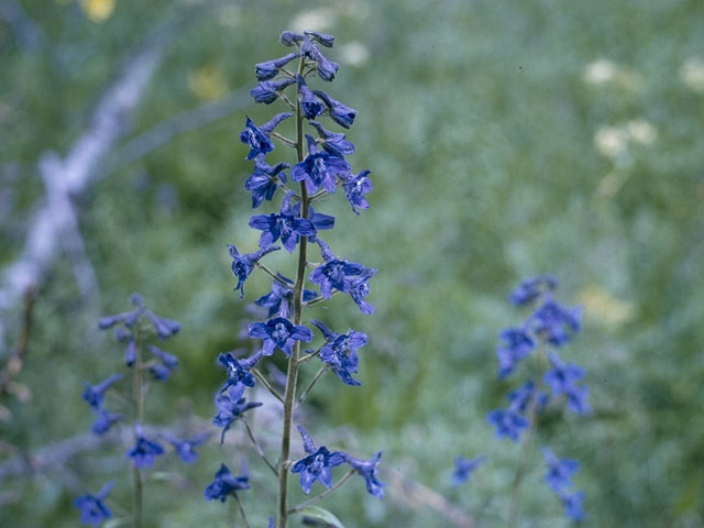 Delphinium nuttallianum (Twolobe larkspur) #9413