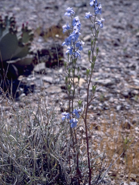 Delphinium scaposum (Tall mountain larkspur) #9431