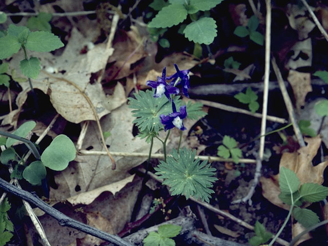 Delphinium tricorne (Dwarf larkspur) #9435