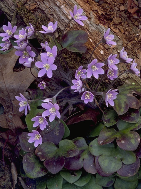 Hepatica nobilis var. obtusa (Roundlobe hepatica) #9457