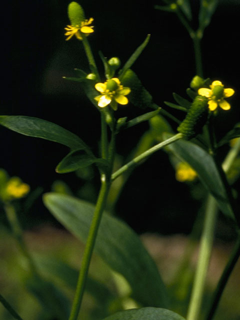 Ranunculus abortivus (Littleleaf buttercup) #9467