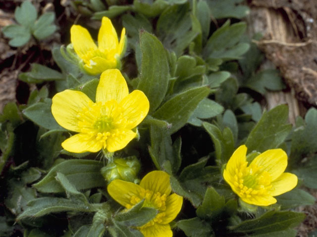 Ranunculus eschscholtzii (Eschscholtz's buttercup) #9487