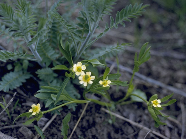 Ranunculus glaberrimus (Sagebrush buttercup) #9494