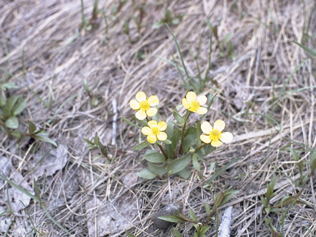 Ranunculus glaberrimus (Sagebrush buttercup) #9495