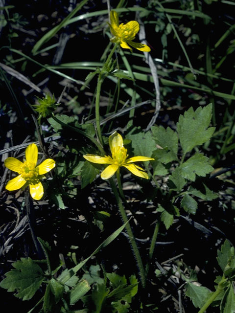 Ranunculus macranthus (Large buttercup) #9500