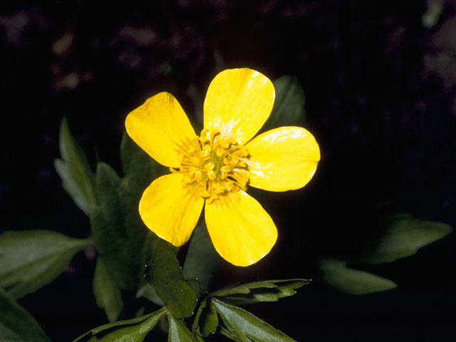 Ranunculus hispidus var. nitidus (Bristly buttercup) #9524