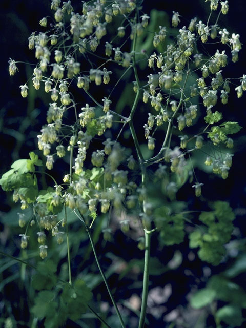 Thalictrum dasycarpum (Purple meadow-rue) #9528