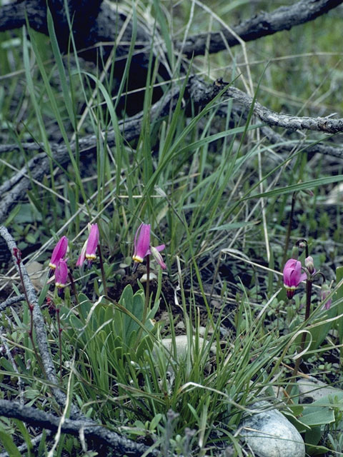 Dodecatheon jeffreyi (Sierra shootingstar) #9560