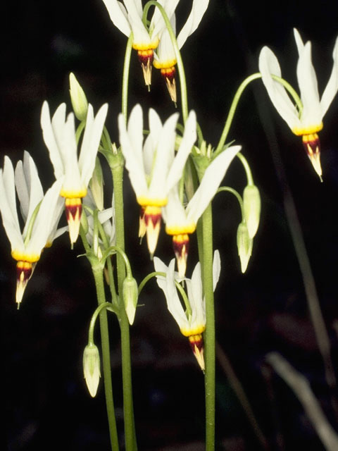 Dodecatheon meadia (Eastern shooting star) #9561