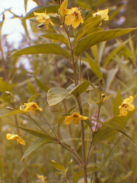 Lysimachia ciliata (Fringed loosestrife) #9583