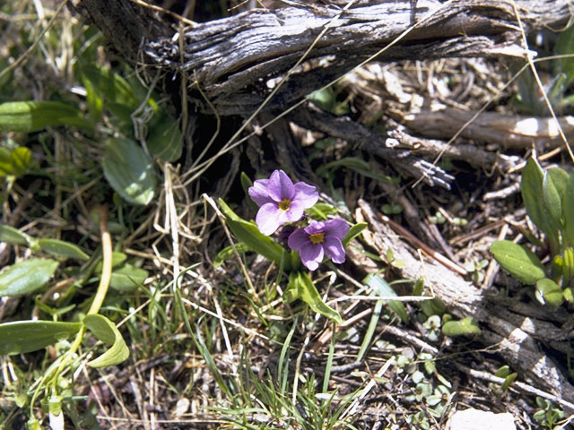 Primula cusickiana (Cusick's primrose) #9603