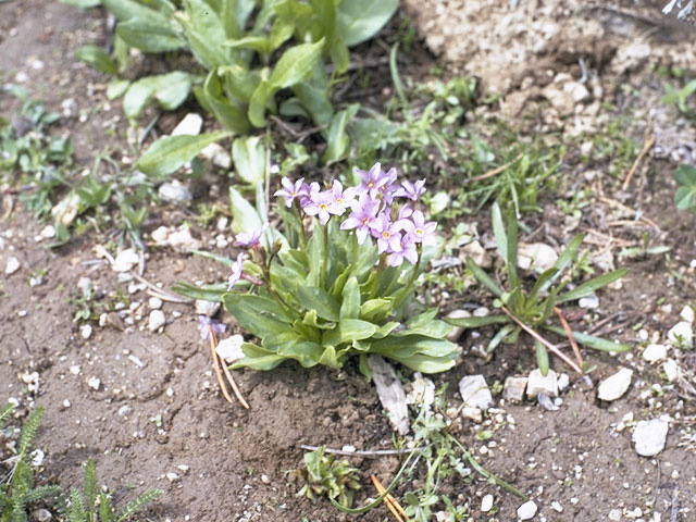 Primula cusickiana (Cusick's primrose) #9604