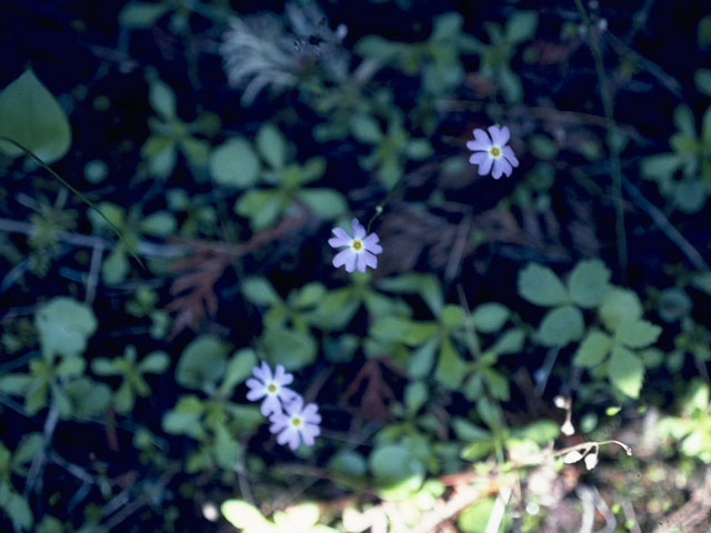 Primula mistassinica (Mistassini primrose) #9605