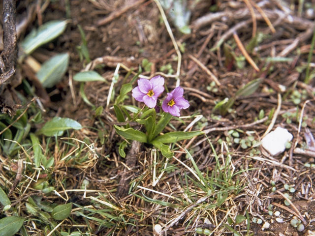 Primula cusickiana (Cusick's primrose) #9611