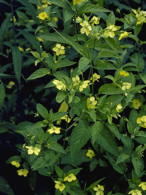 Lysimachia ciliata (Fringed loosestrife) #9618