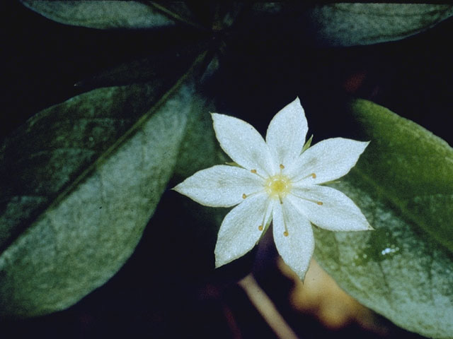 Trientalis borealis (Starflower) #9626