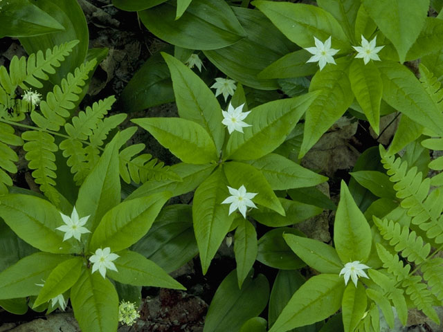 Trientalis borealis (Starflower) #9627