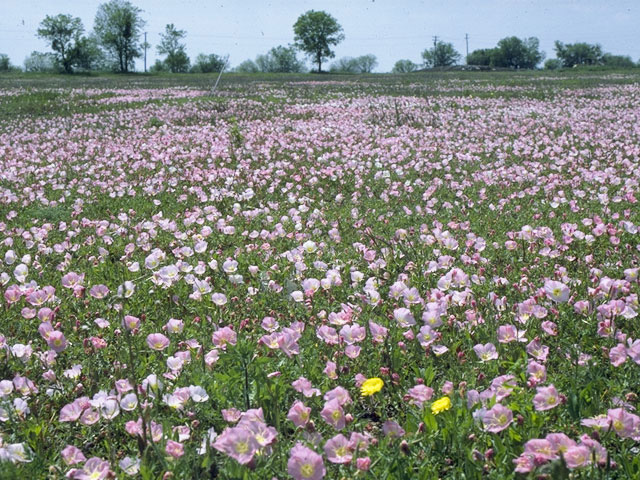 Oenothera speciosa (Pink evening primrose) #9639