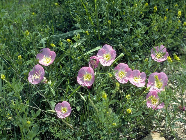 Oenothera speciosa (Pink evening primrose) #9642