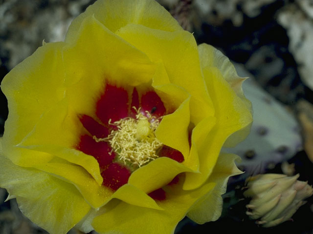 Opuntia engelmannii (Cactus apple) #9661