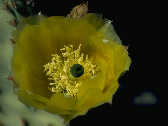 Opuntia engelmannii (Cactus apple) #9663