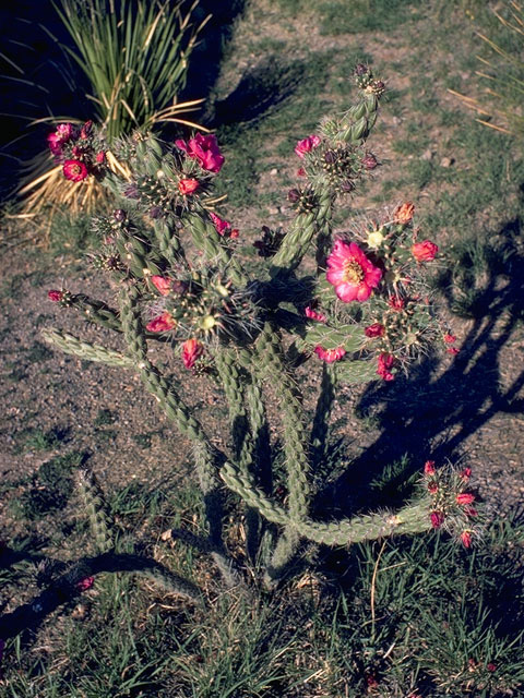 Cylindropuntia imbricata var. imbricata (Tree cholla) #9664