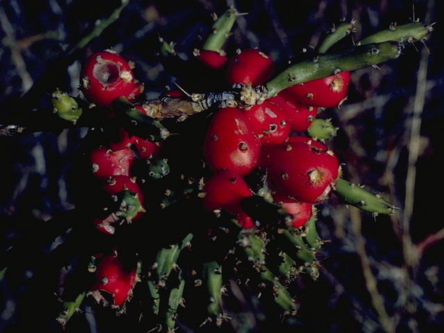 Cylindropuntia leptocaulis (Tasajillo) #9666