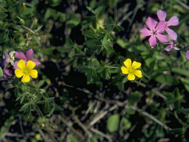 Oxalis stricta (Common yellow oxalis) #9679