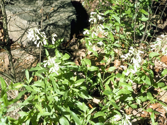 Penstemon arkansanus (Arkansas penstemon) #9710