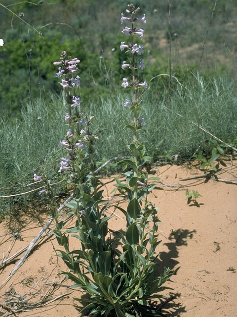 Penstemon buckleyi (Buckley's penstemon) #9715