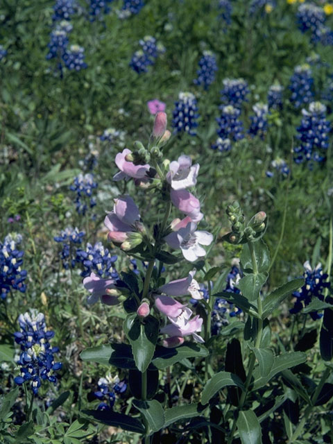 Penstemon cobaea (Prairie penstemon) #9721