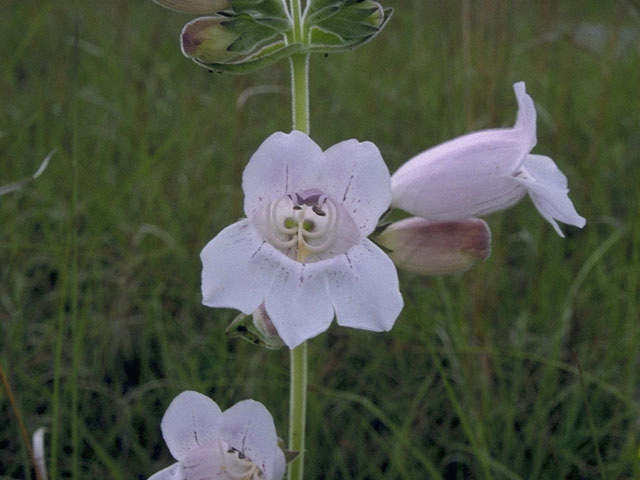 Penstemon cobaea (Prairie penstemon) #9722