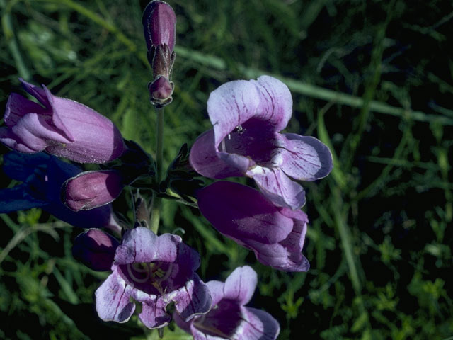 Penstemon cobaea (Prairie penstemon) #9725