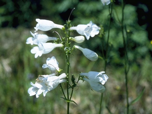 Penstemon digitalis (Mississippi penstemon) #9731