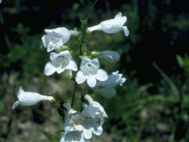 Penstemon digitalis (Mississippi penstemon) #9733