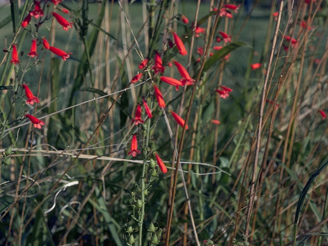 Penstemon havardii (Havard penstemon) #9738