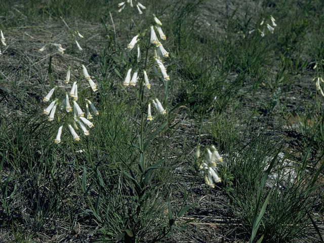 Penstemon oklahomensis (Oklahoma penstemon) #9746