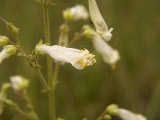 Penstemon oklahomensis (Oklahoma penstemon) #9747