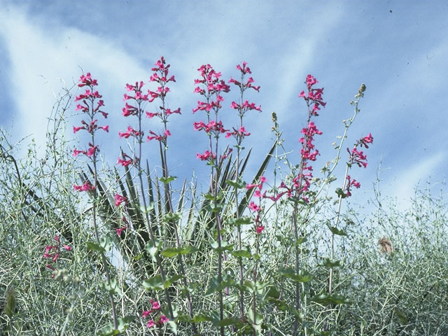 Penstemon pseudospectabilis (Desert penstemon) #9755