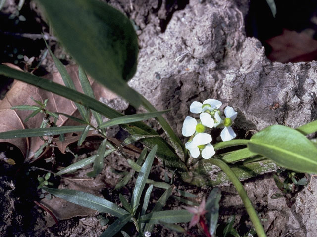 Sagittaria platyphylla (Delta arrowhead) #9795